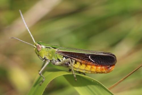 Réf. 212 903 : Stenobothrus lineatus lineatus